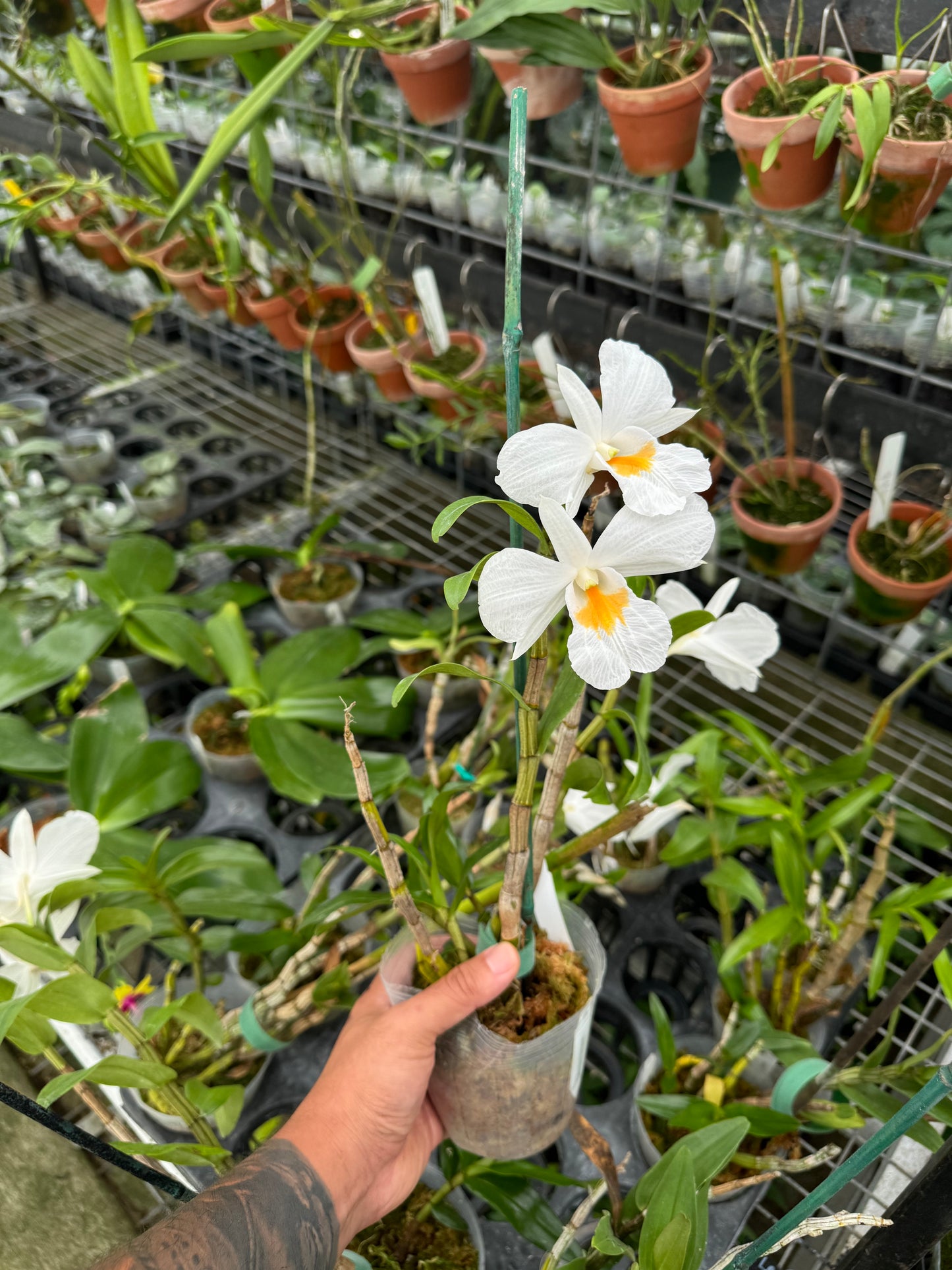 Dendrobium formosum (Blooming size)