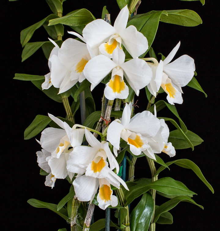 Dendrobium formosum (Blooming size)