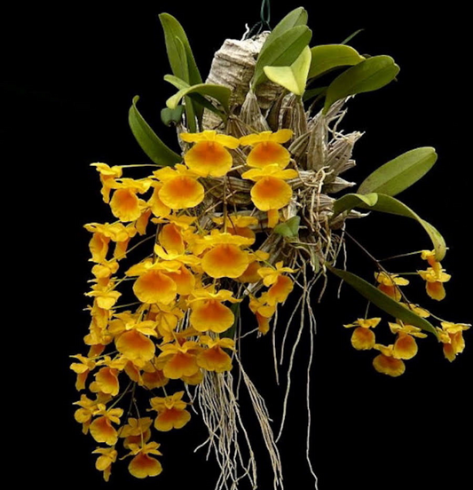 Dendrobium lindleyi (Blooming size)