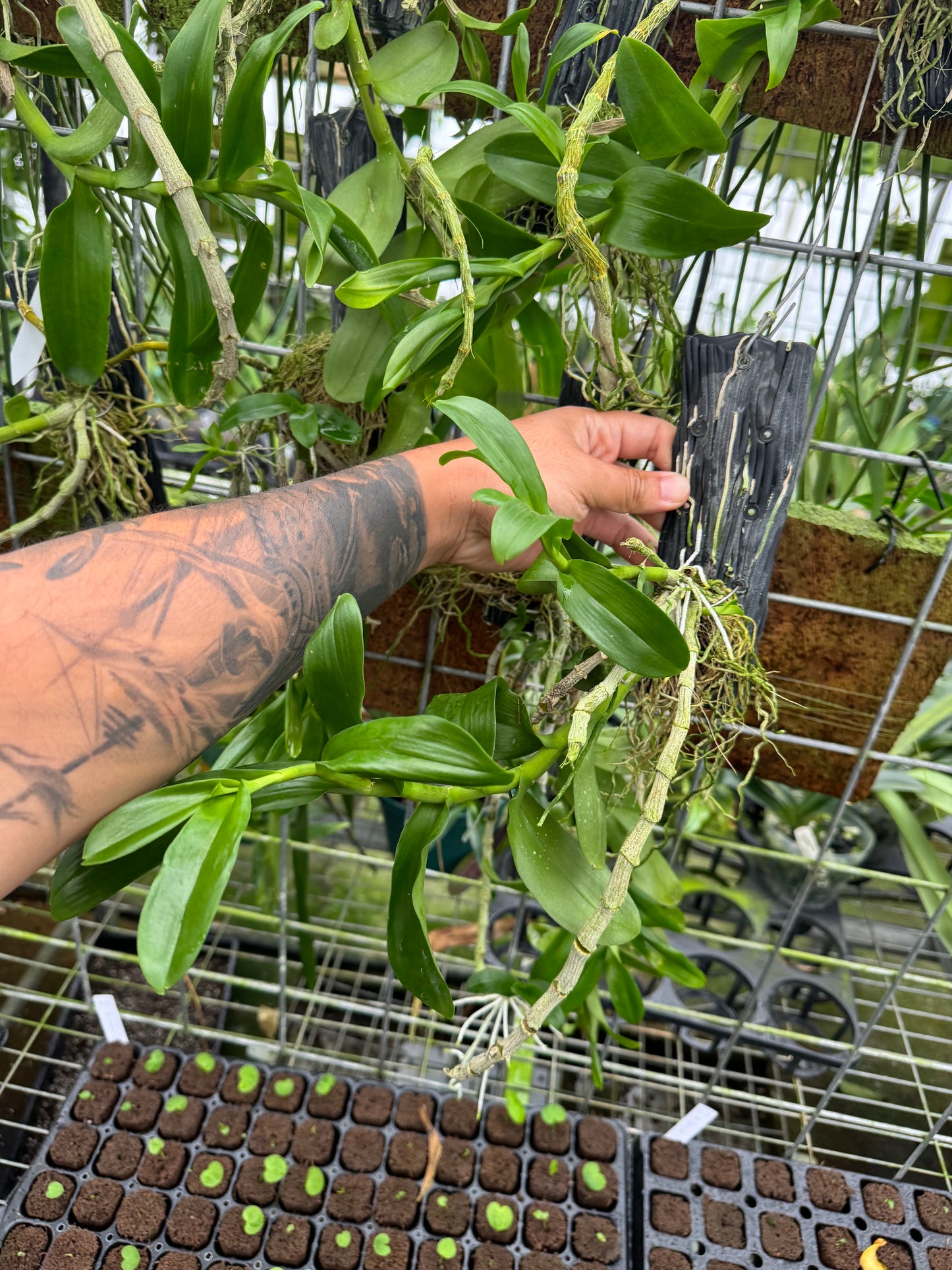 Dendrobium parishii (Blooming size)