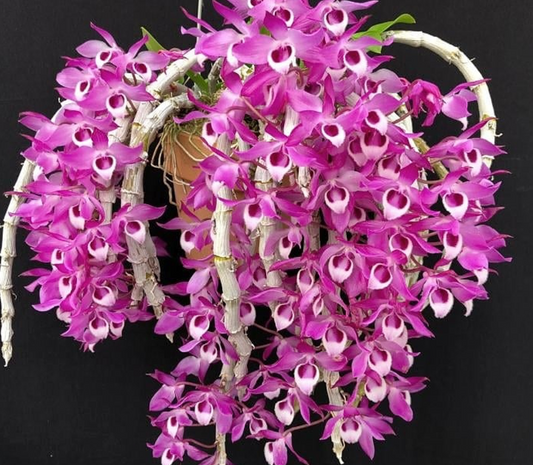 Dendrobium parishii (Blooming size)