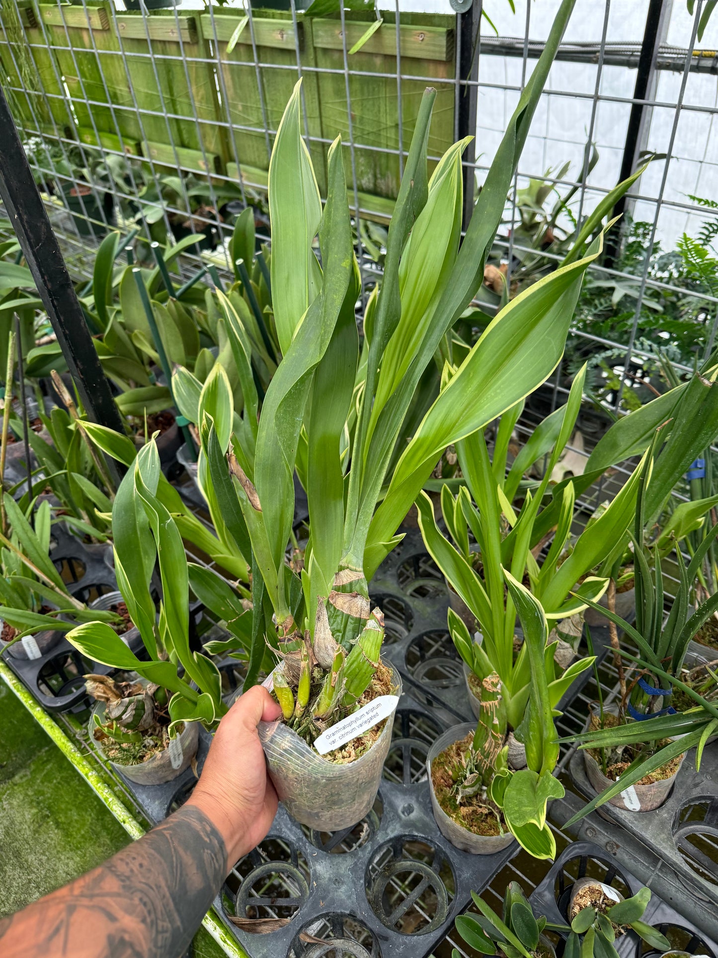 Grammatophyllum scriptum var. citrinum variegata (Blooming size)