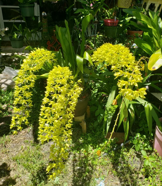 Grammatophyllum scriptum var. citrinum variegata (Blooming size)