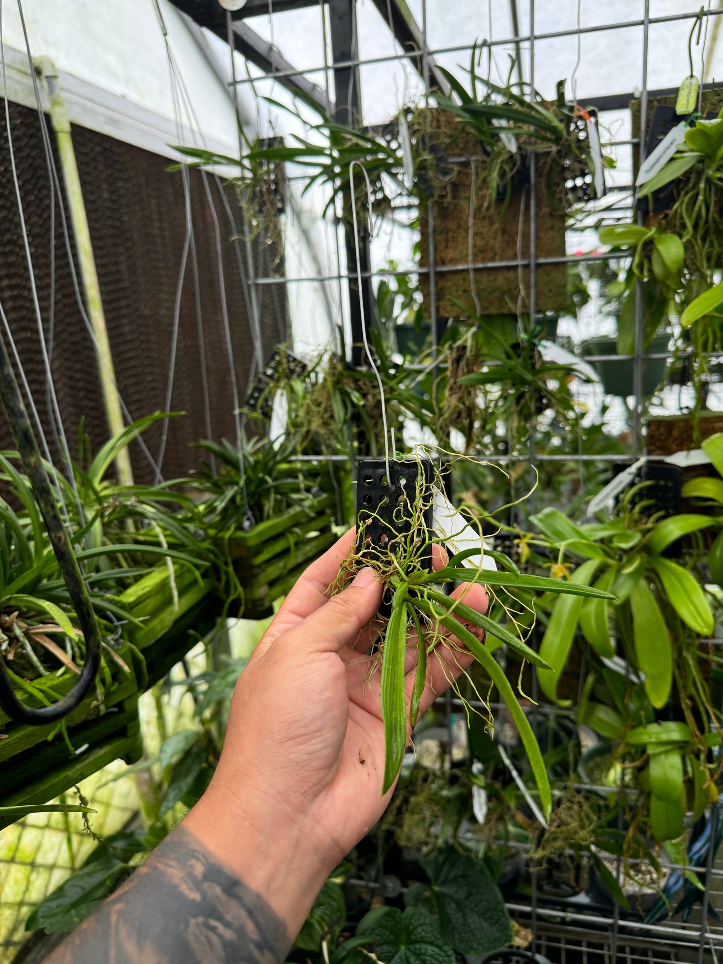 Ionopsis utricularioides(Blooming size)