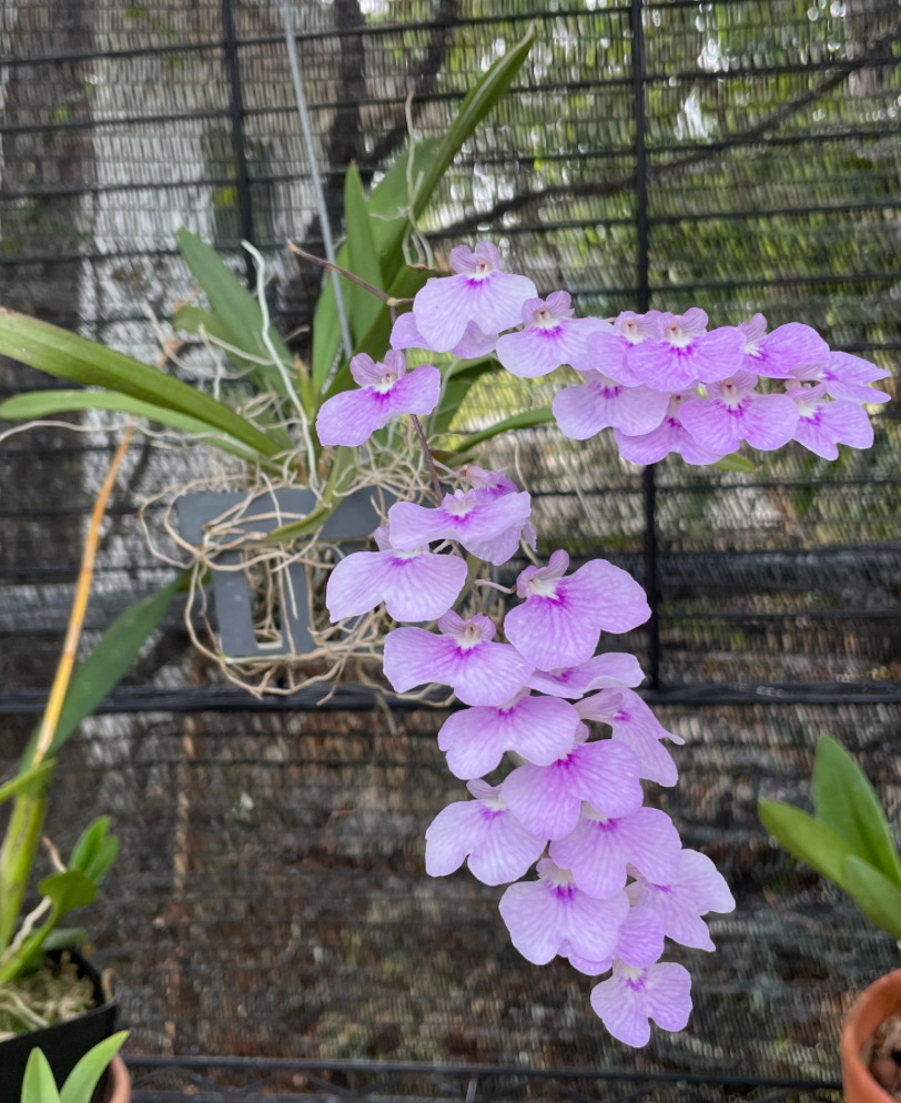 Ionopsis utricularioides(Blooming size)