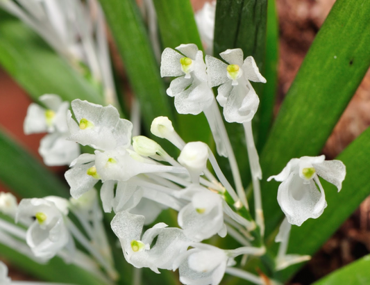 Podangis dactyloceras (blooming size)