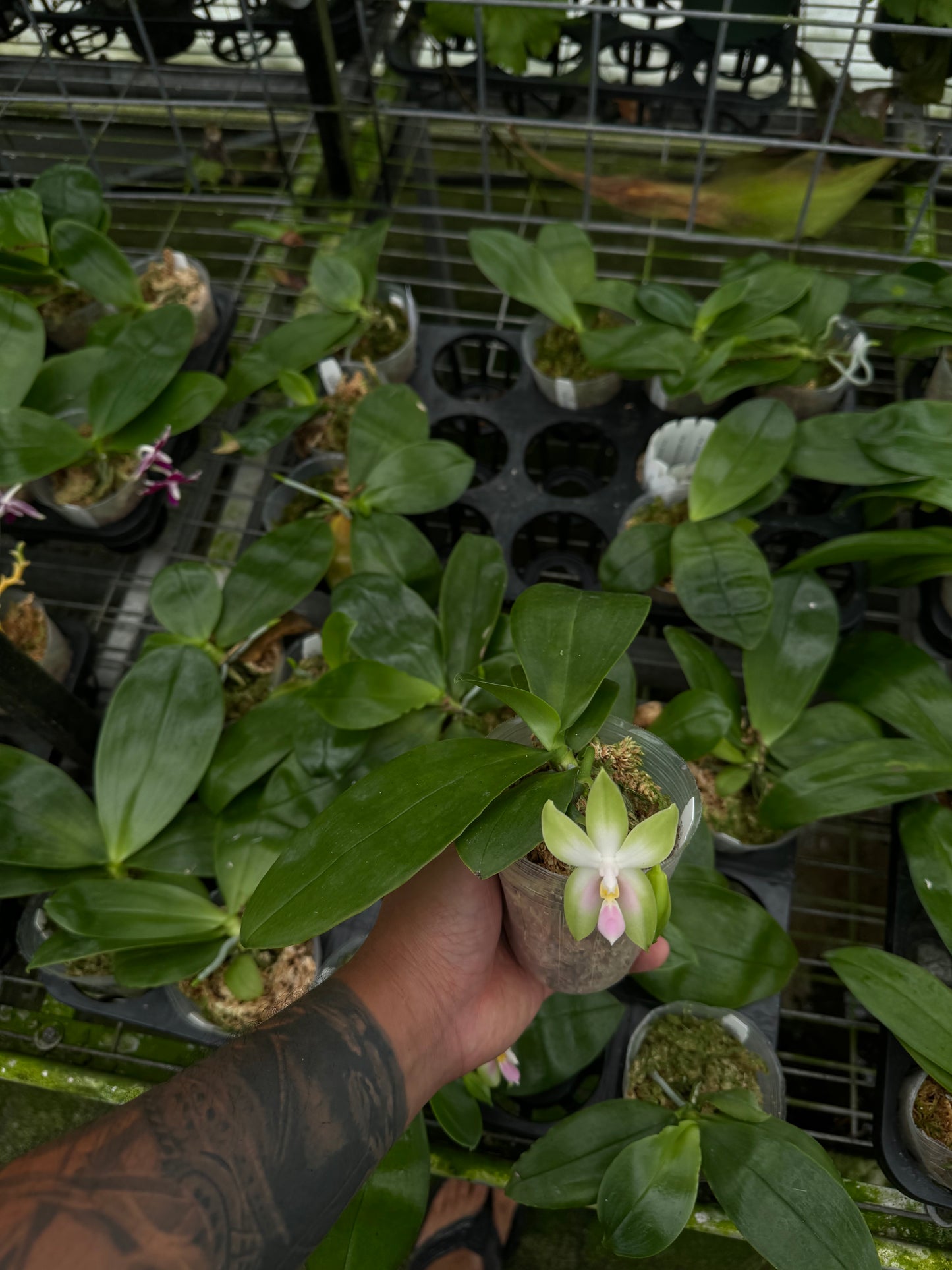 Phalaenopsis bellina var. pink (Blooming size)