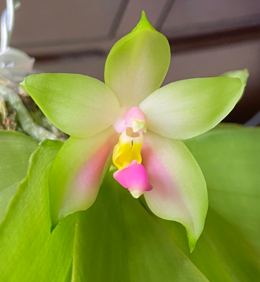 Phalaenopsis bellina var. pink (Blooming size)