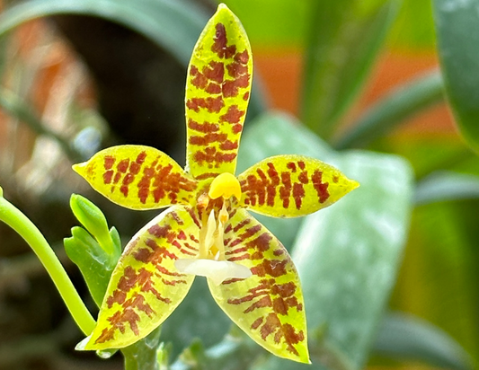 Phalaenopsis cornu-cervi (Blooming size)