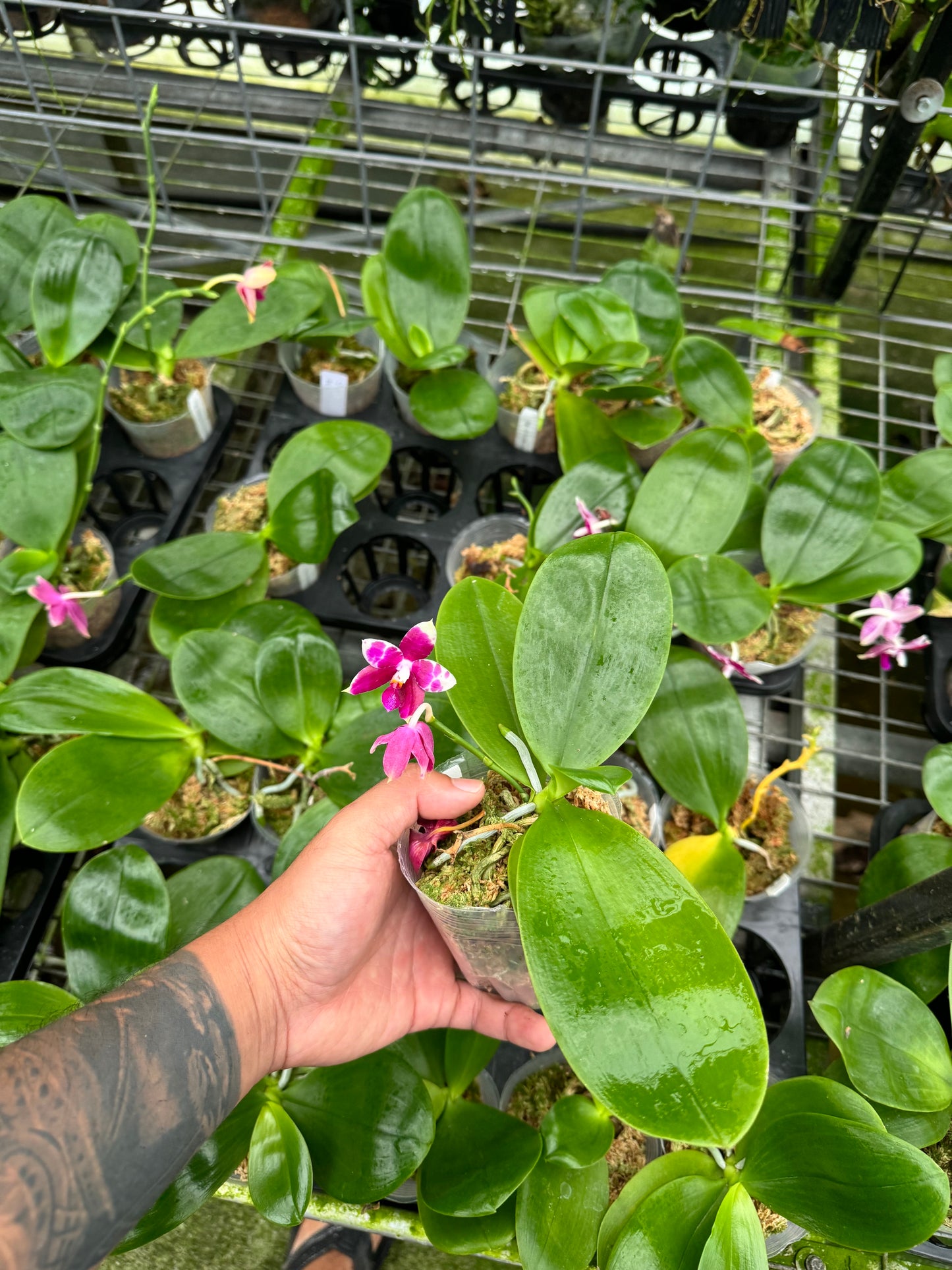 Phalaenopsis KS Redland Spots (Blooming size, fragrant!)