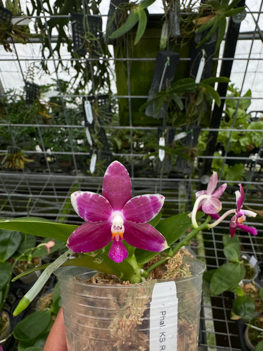 Phalaenopsis KS Redland Spots (Blooming size, fragrant!)