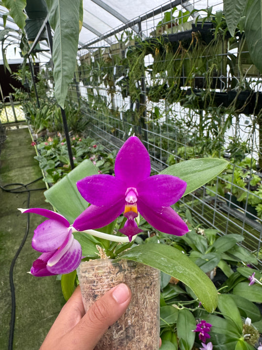 Phal. Miki Pure Love Red King (Blooming size, fragrant!)