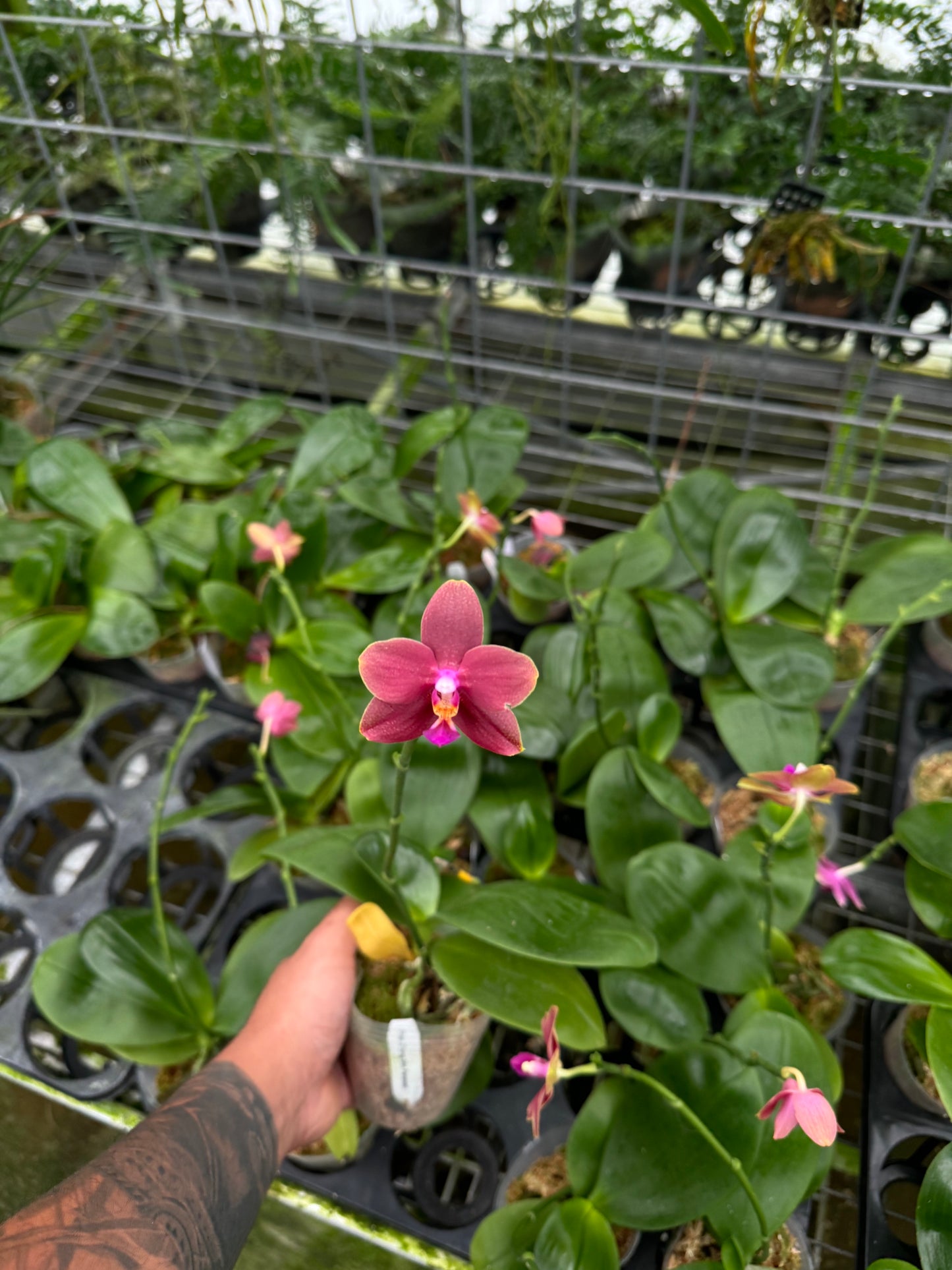 Phal. Zheng Min Parakeet (Blooming size, fragrant!)