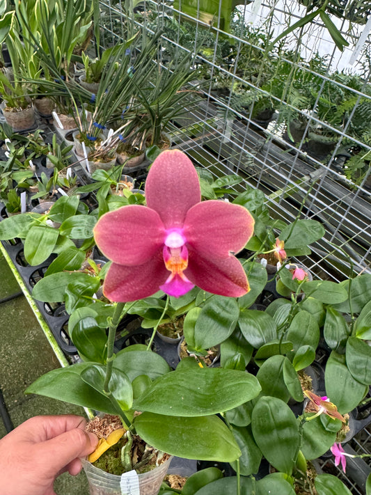 Phal. Zheng Min Parakeet (Blooming size, fragrant!)