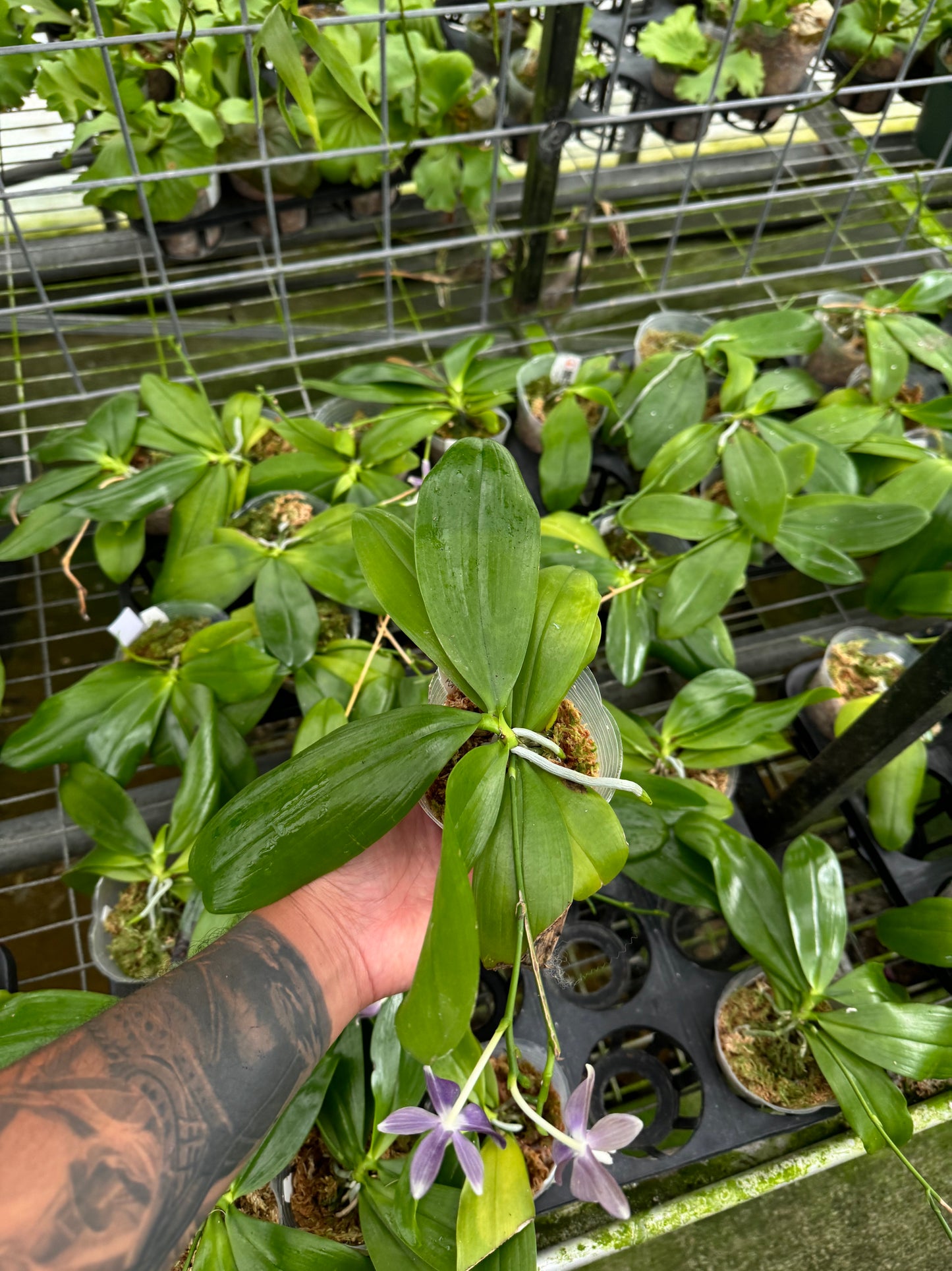 Phal. speciosa purple (Blooming size)