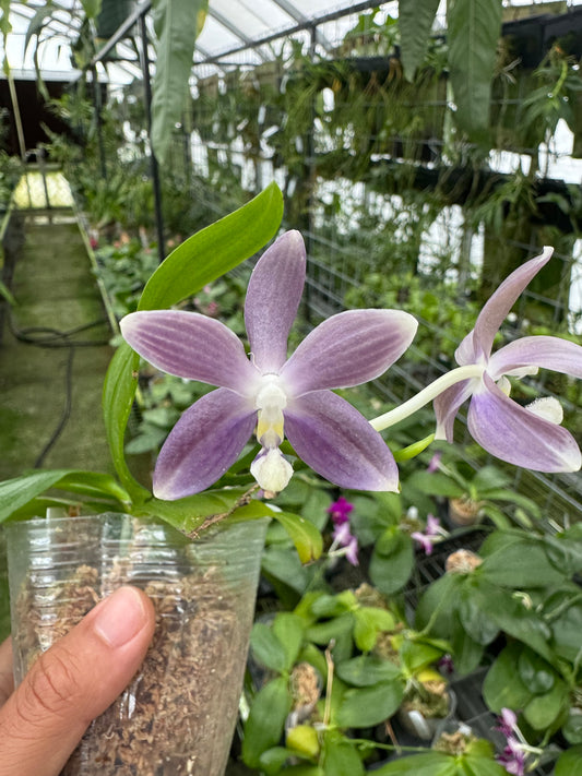 Phal. speciosa purple (Blooming size)