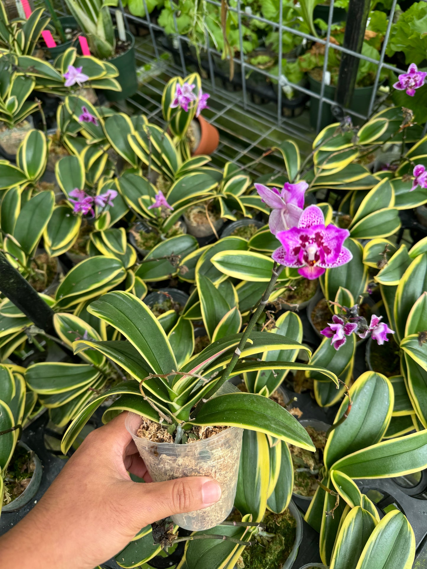 Phal. Chia E Lin Three Lips Variegated (Blooming size)