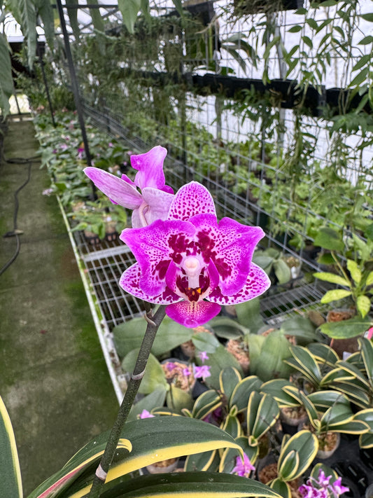 Phal. Chia E Lin Three Lips Variegated (Blooming size)