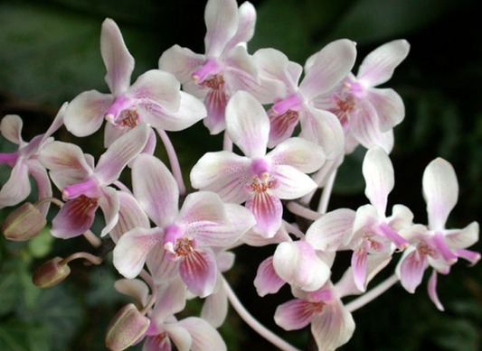 Phal. lindenii x celebensis (Blooming size)