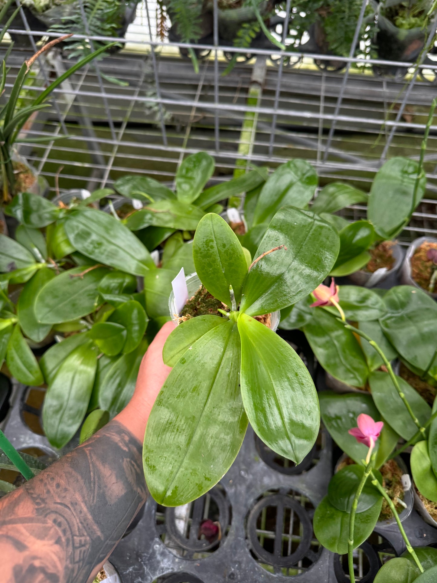 Phal.Lyndon Mix Zebra (Blooming size)