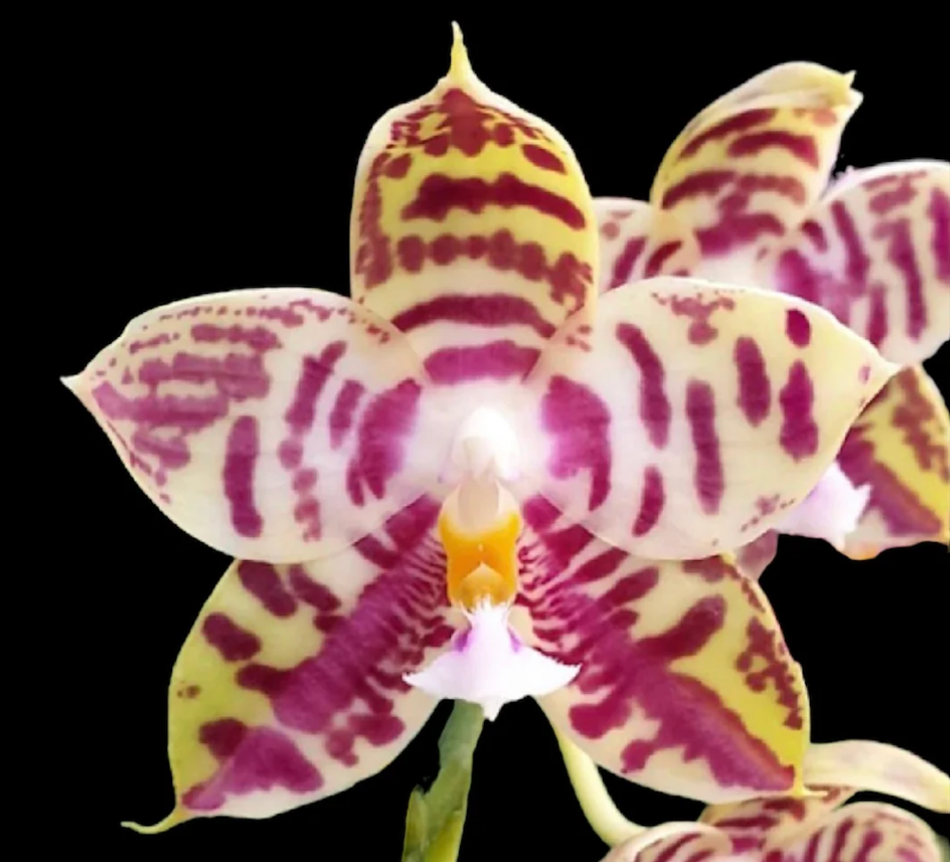 Phal.Lyndon Mix Zebra (Blooming size)