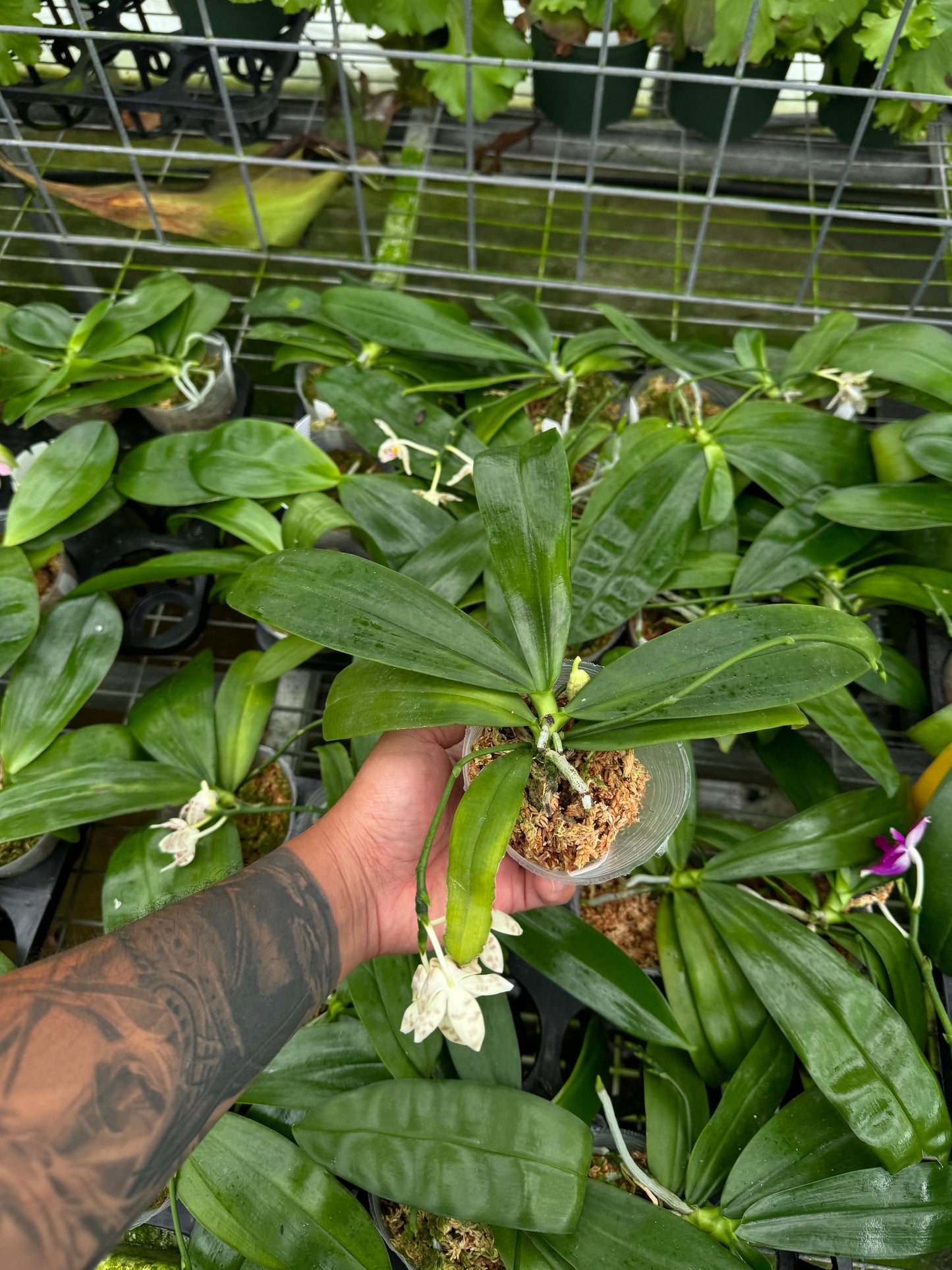 Phalaenopsis zebrina (Blooming size)