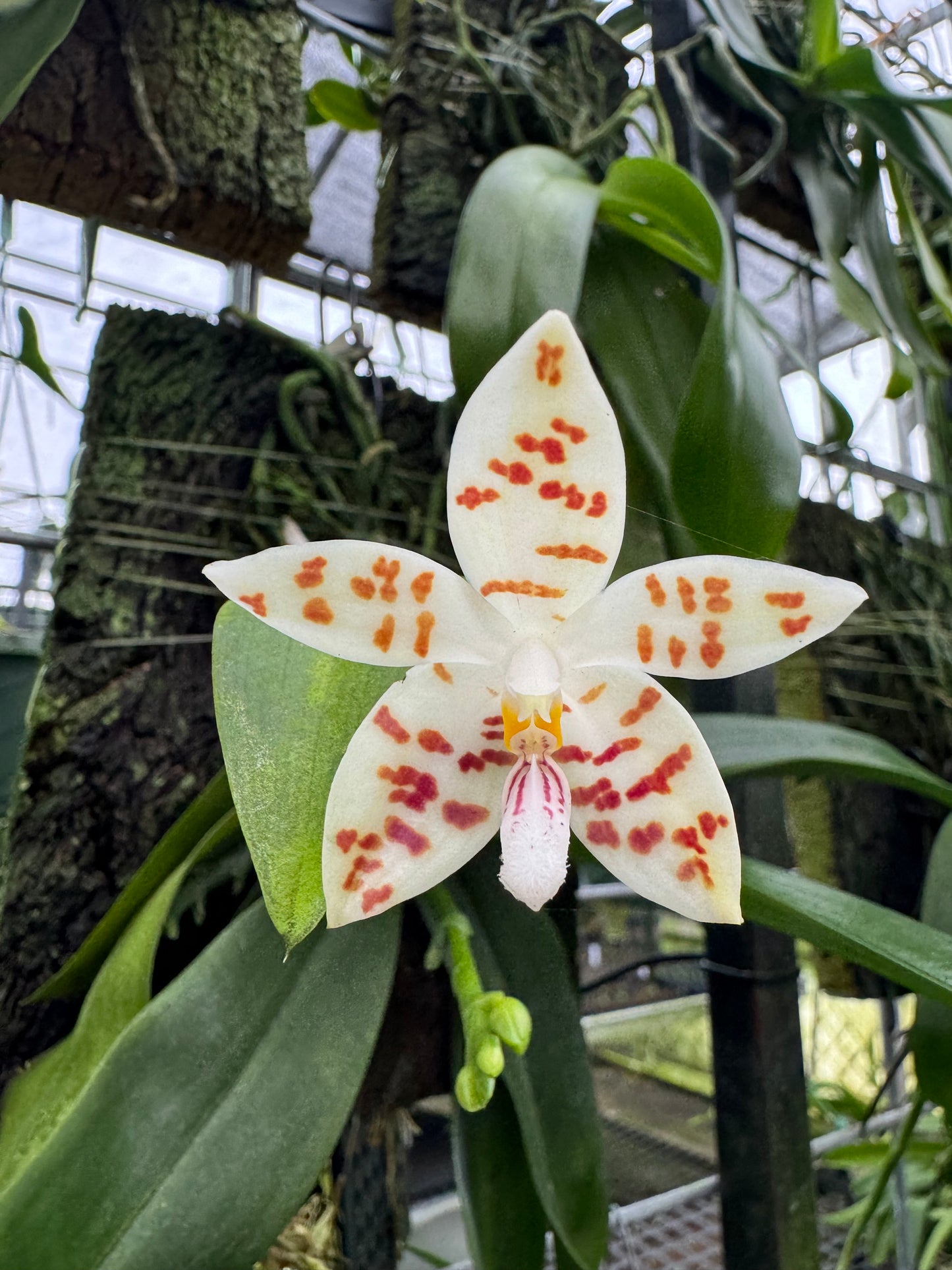 Phalaenopsis zebrina (Blooming size)