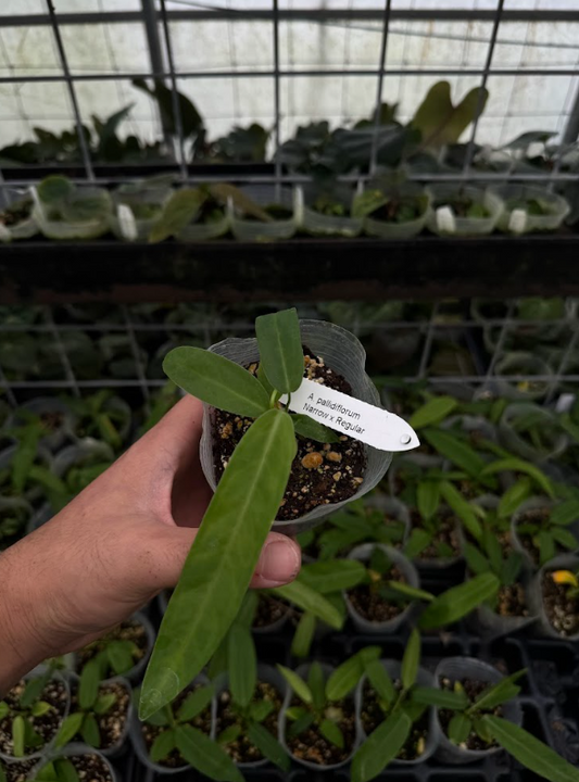 A. pallidiflorum Narrow x Regular