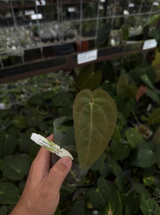 A. papillilaminum Wu9 x carlablackiae Wu2