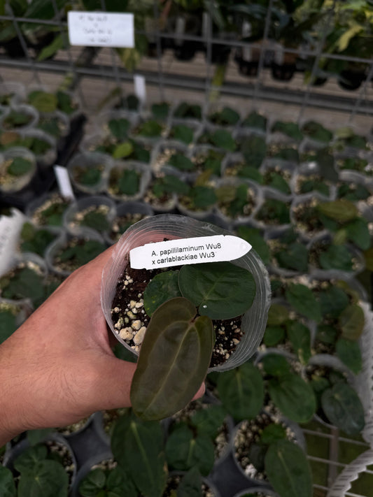 A. papillilaminum Wu8 x carlablackiae Wu3