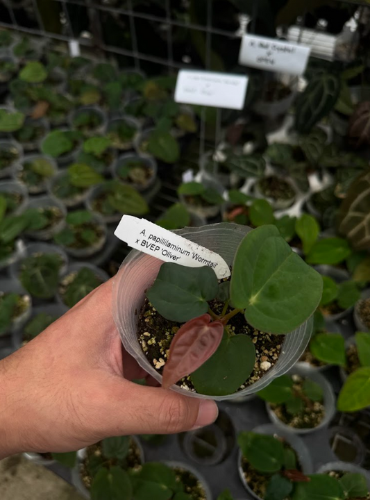 A. papillilaminum 'Wormtail' x BVEP 'Oliver'