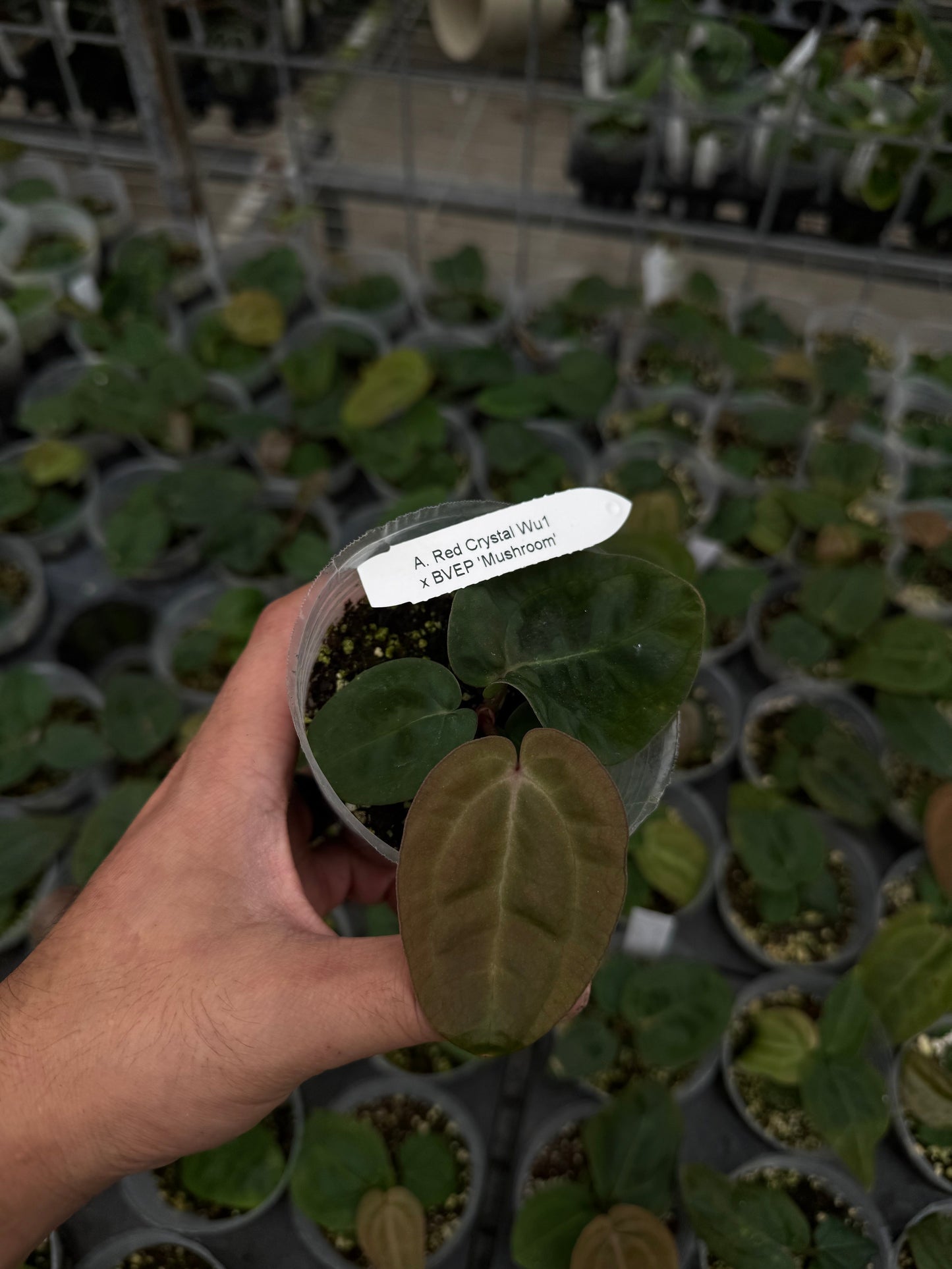 A. Red Crystal Wu1 x BVEP 'Mushroom'