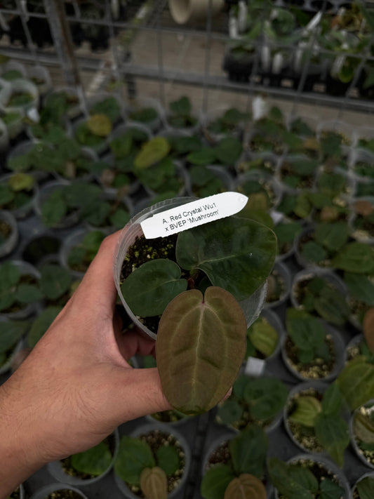 A. Red Crystal Wu1 x BVEP 'Mushroom'