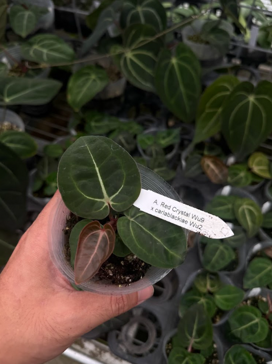 A. Red Crystal Wu9 x carlablackiae Wu2