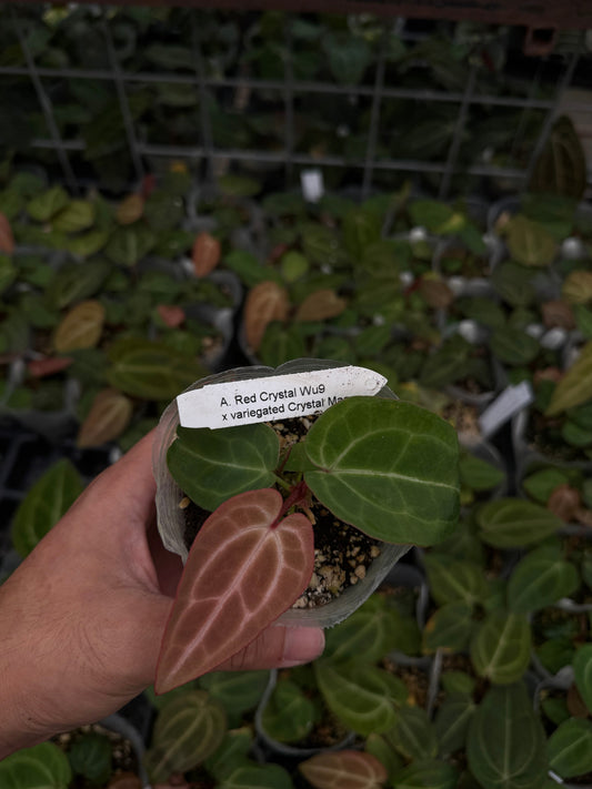 A. Red Crystal Wu9 x variegated Crystal mag