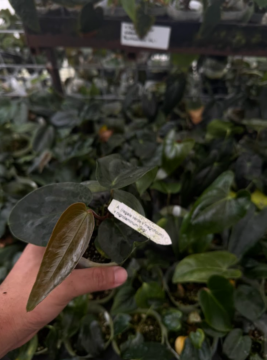 A. (regale x magnificum) x nigrolaminum 'Gigi'