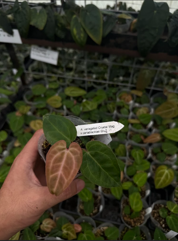 A. (variegated Crystal Mag) x carlablackiae Wu2